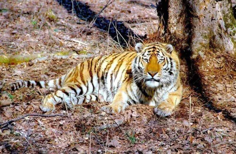 В Хабаровском крае отметят Международный день тигра